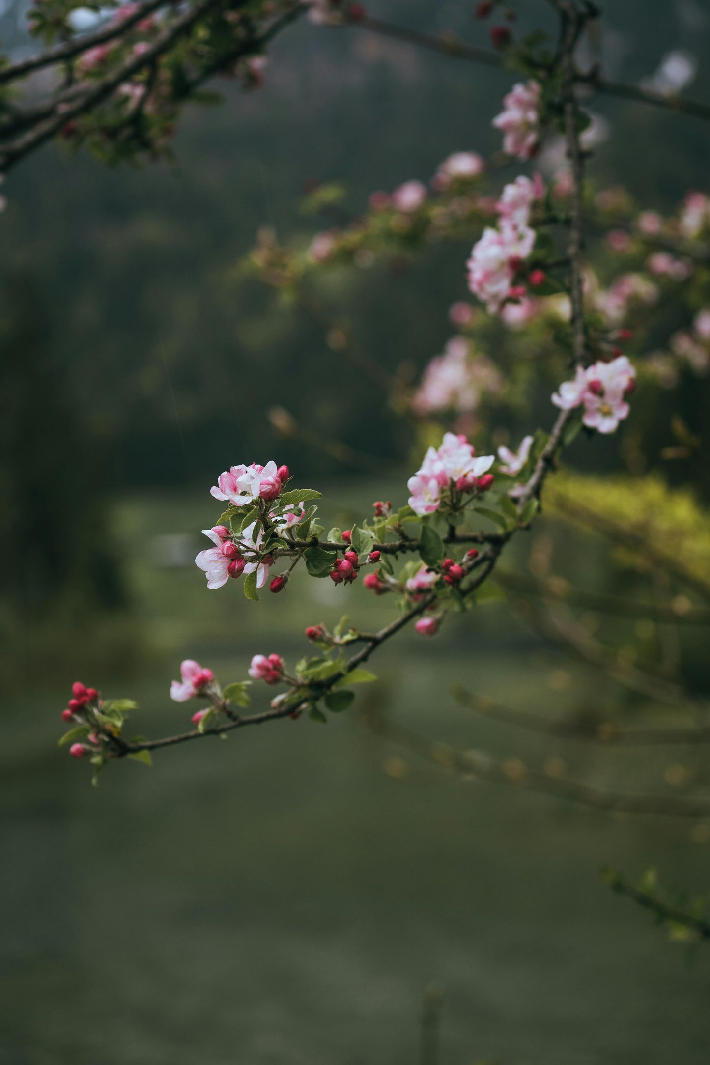 blossom