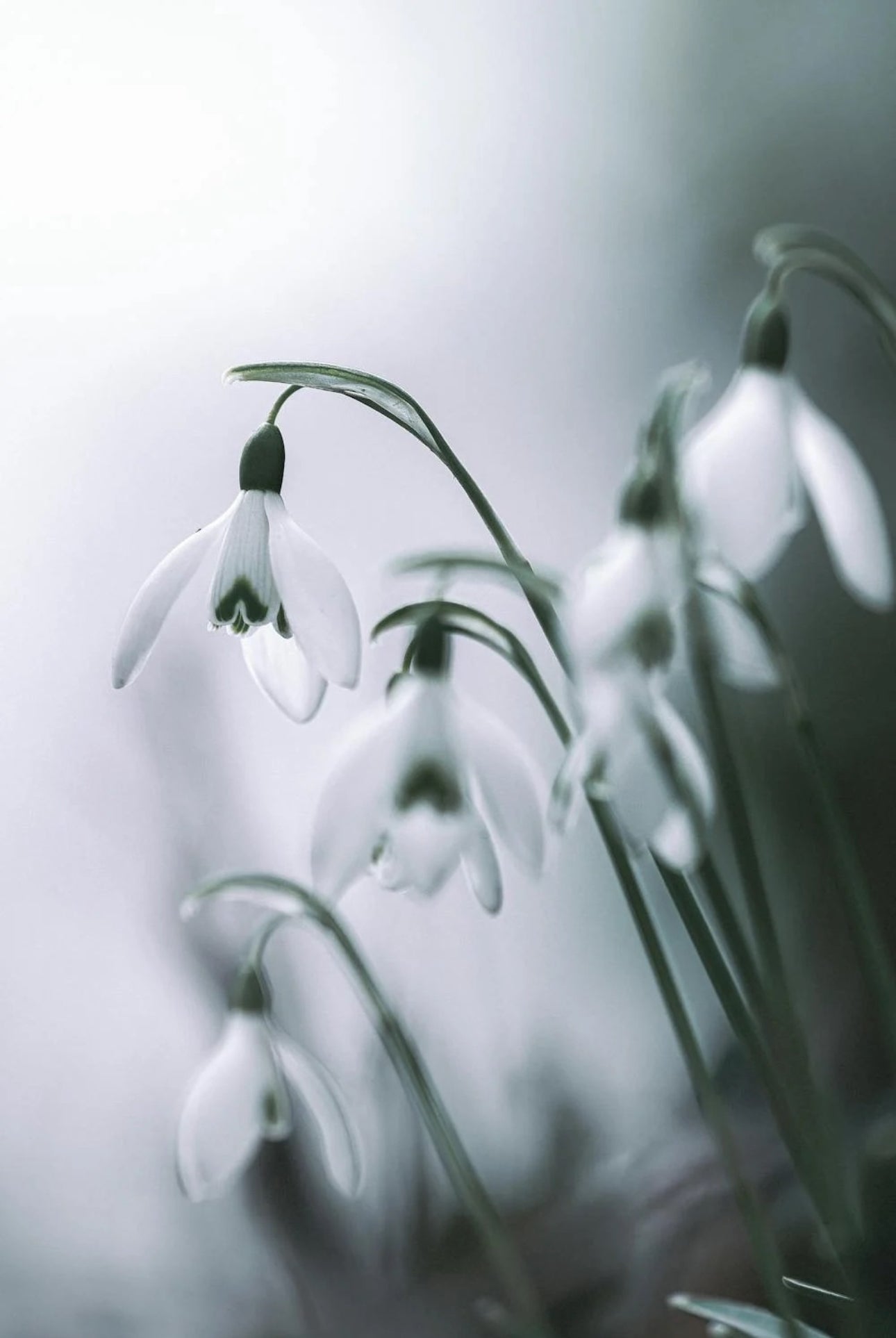 snowdrops