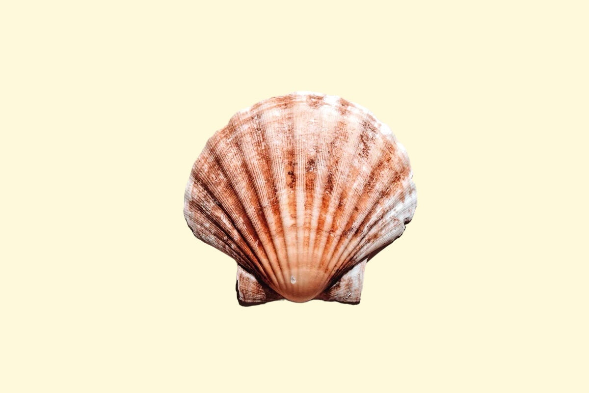 scallop shell