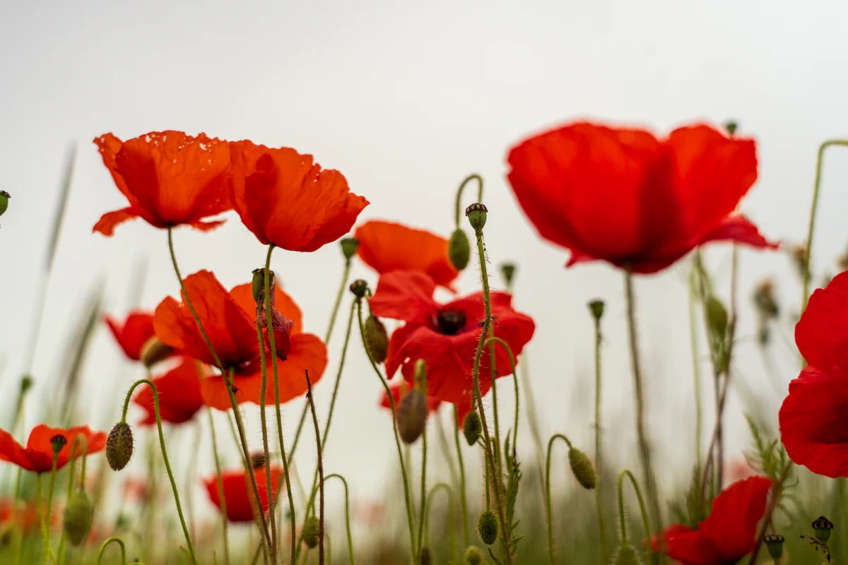 poppies in field